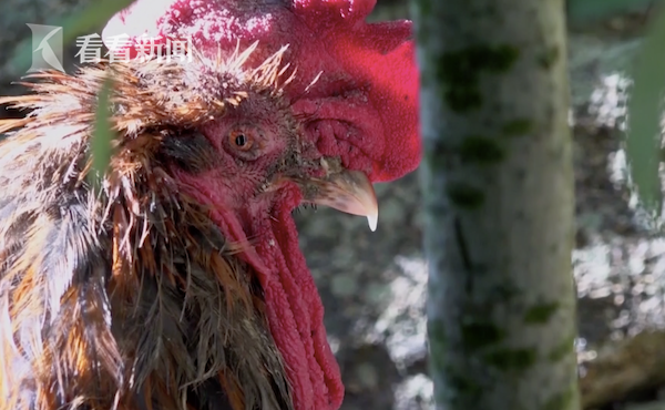 法國打鳴公雞勝訴 法國人為公雞打鳴算不算噪音打了2年官司